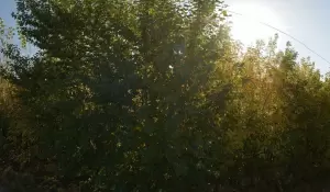 Фотография Техосмотр 2